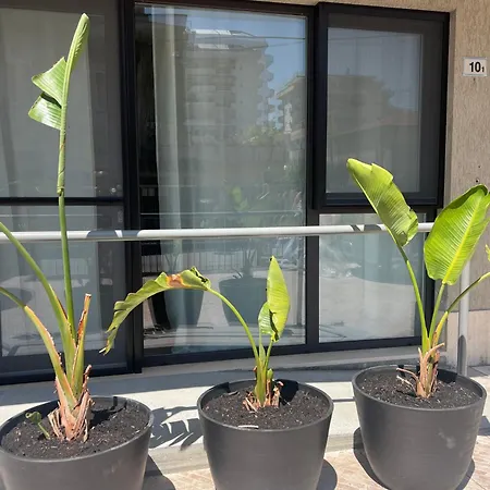 Libeccio & Levante Apartment